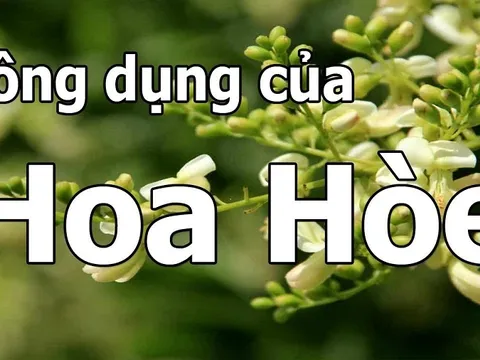 Hoa hoè và vô vàn công dụng chữa bệnh: Từ cao huyết áp, mất ngủ đến rong kinh, trĩ