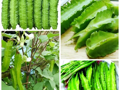Bài thuốc chữa đau dạ dày từ cây đậu rồng