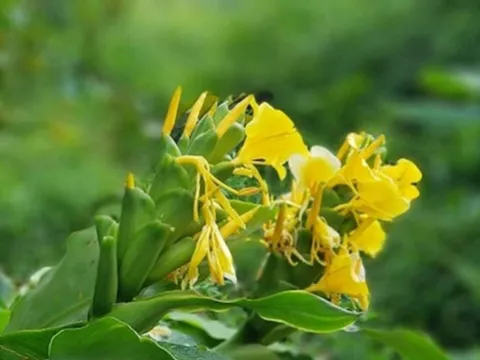 Cây Ngải tiên - Vị thuốc quý chữa viêm đại tràng cấp và mãn tính