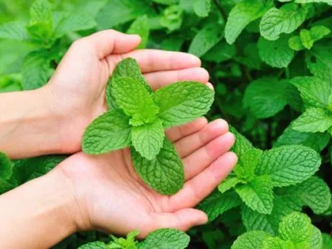 101 công dụng trị bệnh của bạc hà: Từ cảm cúm, viêm mũi đến phòng trị ung thư