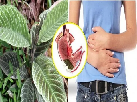 Lá khôi và bài thuốc chữa bệnh đau dạ dày cực hiệu quả