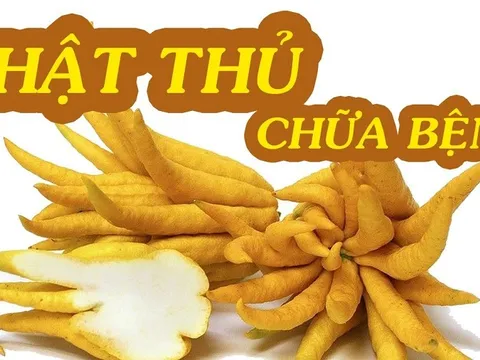 Tết xong đừng vội vứt quả phật thủ vì nó rất nhiều công dụng chữa bệnh