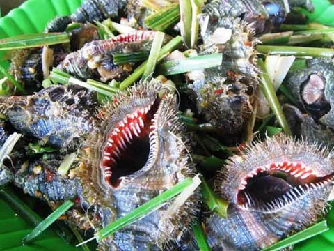 Ngộ độc ốc biển: Ngư dân 1 người tử vong, 7 người nguy kịch