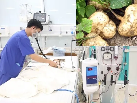 Bé trai 3 tuổi ngộ độc nặng sau khi ăn hạt củ đậu, cha mẹ không hay biết khiến con phải lọc máu