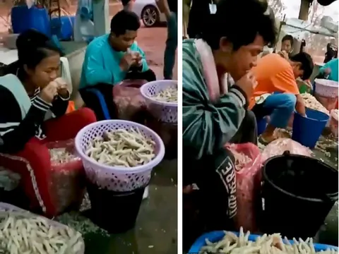 Hãi hùng cảnh công nhân dùng miệng rút xương chân gà, mỗi ngày xuất nửa tạ đi toàn chân Á