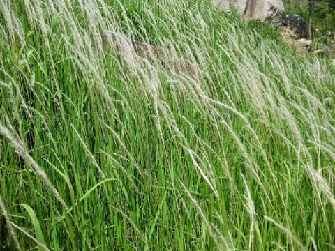 Cỏ tranh: Loài cỏ mọc dại ven đường nhưng vô vàn công dụng chữa bệnh