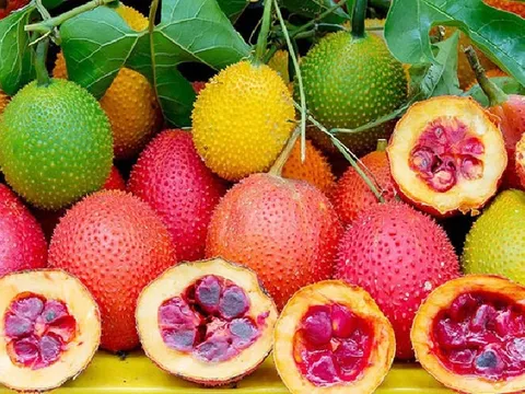 Bất ngờ bài thuốc chữa bệnh từ hạt gấc