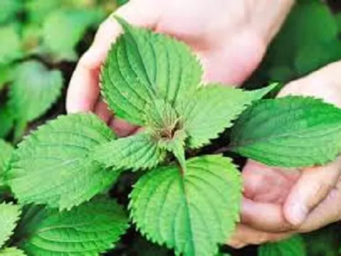 Bật mí bài thuốc chữa bệnh đau dạ dày bằng lá tía tô