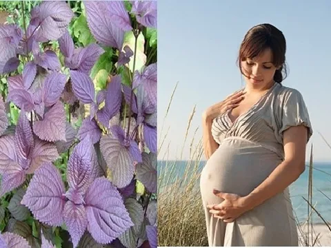 Bà bầu uống nước lá tía tô cho dễ đẻ cẩn thận táo bón, tăng huyết áp