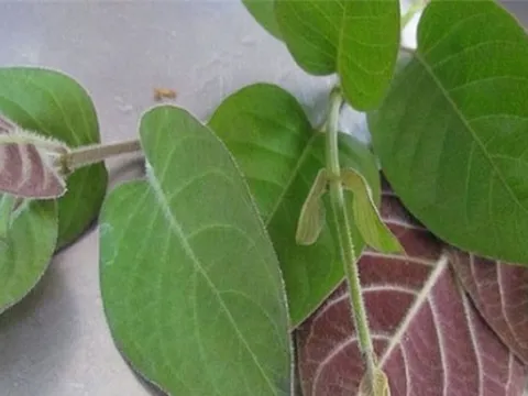 Không chỉ làm món ăn, lá mơ lông còn có tác dụng chữa bệnh đau dạ dày cực hiệu quả