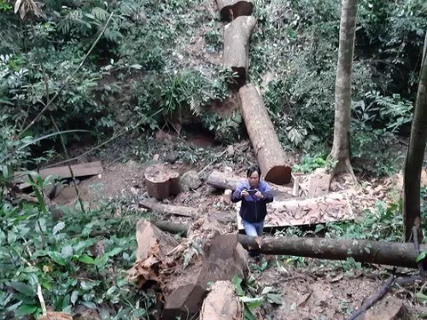 Nhiều cây gỗ lớn bị đốn hạ ở rừng vùng đệm Phong Nha–Kẻ Bàng: Chính quyền vào cuộc