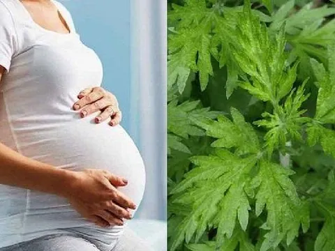 Bà bầu kiêng ăn ngải cứu vì sợ sảy thai là đã bỏ qua những tác dụng thần kỳ này