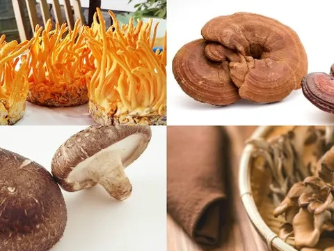 7 loại nấm đặc biệt tốt cho bệnh nhân ung thư, vừa giàu dinh dưỡng vừa tăng miễn dịch