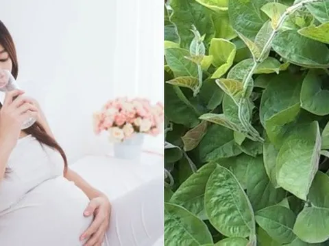 Bài thuốc dân gian chữa tiêu chảy cho bà bầu hiệu nghiệm tức thì
