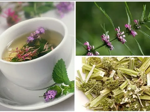 Không chỉ quý cho phụ nữ, cây ích mẫu còn vô vàn công dụng chữa bệnh khác