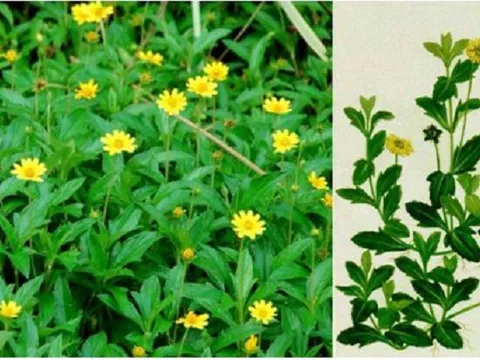 Không chỉ là thuốc quý chữa viêm da cơ địa, sài đất còn vô vàn công dụng trị bệnh khác