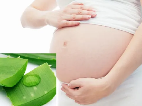 Nha đam có nhiều công dụng tuyệt vời nhưng vì sao bà bầu tuyệt đối không được sử dụng?