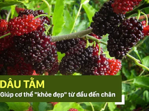 Vô vàn lợi ích từ cây dâu tằm: Từ chữa bệnh, làm đẹp đến cai sữa cho bé