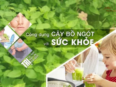 Thường ăn rau ngót mà không biết những tác dụng chữa bệnh này thì quả là thiếu sót