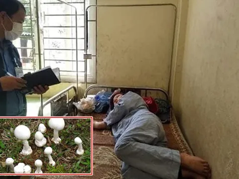 4 người trong gia đình nhập viện, 1 bé gái 12 tuổi tử vong vì ăn nấm rừng