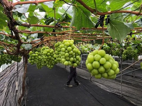 Nhật Bản lên án 2 phụ nữ Việt trộm nho “Shine Muscat” rồi hành hung quản lý vườn khi bị phát hiện