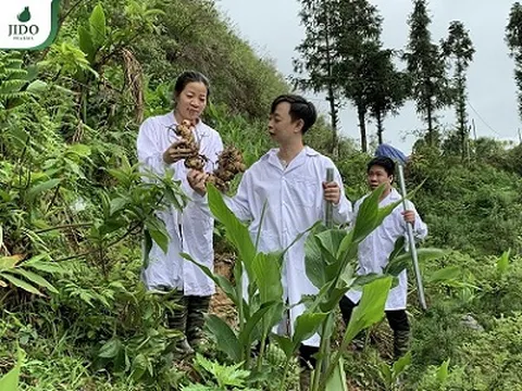 Bí ẩn ngải tiên và tác dụng bất ngờ với người viêm đại tràng