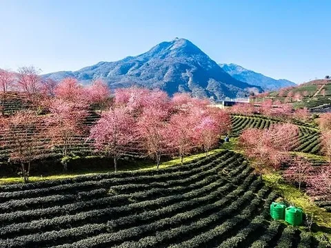 Đồi chè Ô Long quyết định đóng cửa trước vấn nạn ngắt hoa, bẻ cành và xả rác bừa bãi
