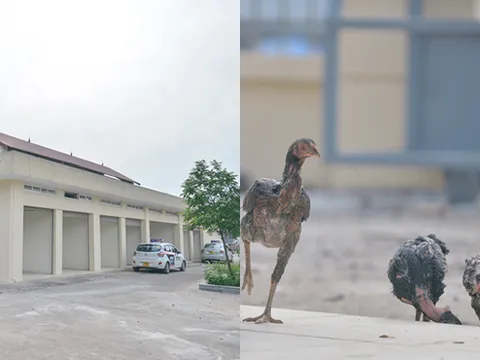 Dự án xây dựng chợ Phú Đô 18 tỷ đã hoàn thành nhưng chỉ để thả gà, nuôi chó làm nơi đỗ ô tô