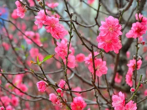 Ngày ông Công ông Táo trùng ngày Lập Xuân, cúng và tỉa chân nhang như nào để không mất tài lộc?