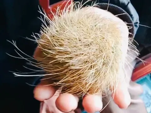Người đàn ông ở Quảng Ngãi phát hiện vật thể lạ trong dạ dày lợn, có người trả giá tới nửa tỉ đồng