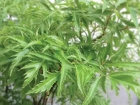 Đinh lăng: thuốc bổ cho mọi nhà
