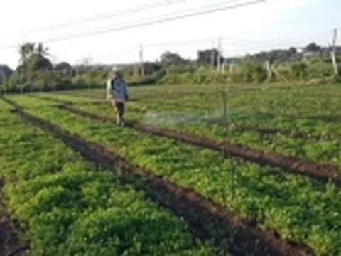 Sẽ loại bỏ thuốc diệt cỏ có thể gây ung thư