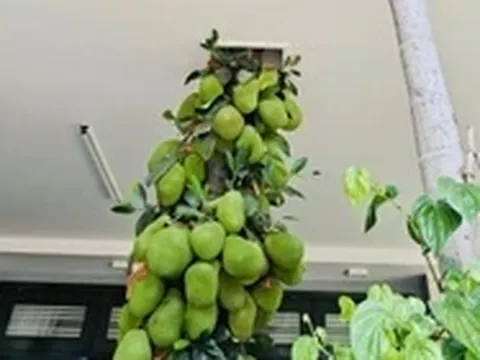 Cây mít trăm quả, mọc xuyên nhà ở Đà Nẵng gây sốt