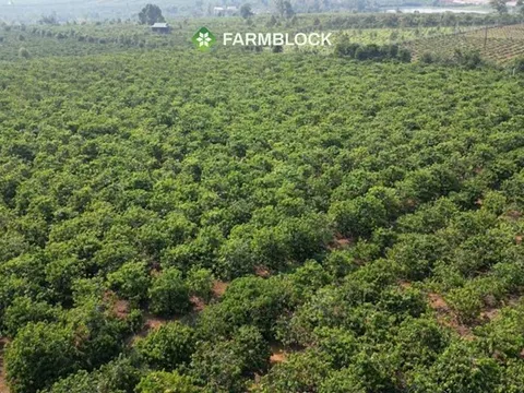 FarmBlock và hành trình kiến tạo vùng trồng cà phê bền vững gắn với cộng đồng dân tộc Gia Lai