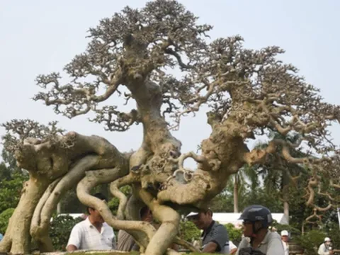 Gốc cây khô khốc được định giá 3 tỷ đồng ở Quảng Ngãi