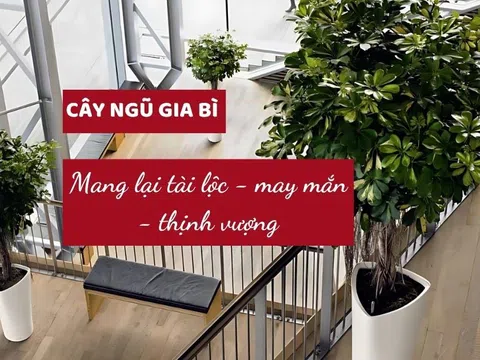 Loại cây trồng trong nhà thay thế kim tiền, giúp gia chủ đổi vận, giàu sang phú quý