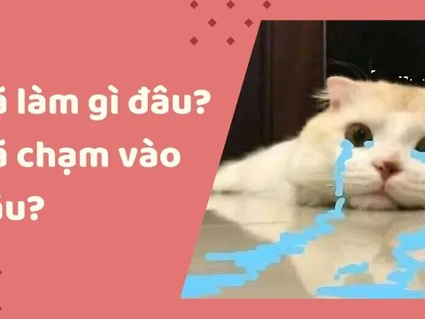 "Đã làm gì đâu? Đã chạm vào đâu?": Câu nói viral "gây bão" TikTok