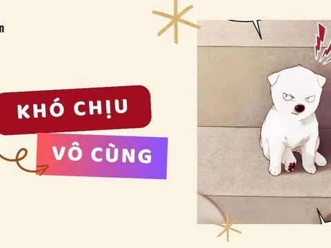 "Khó chịu vô cùng" là gì mà đi đâu cũng gặp trên mạng xã hội