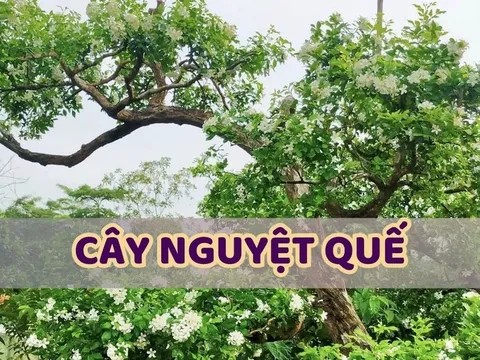 Trồng cây nguyệt quế trước nhà thu hút tài lộc, thịnh vượng? Cây nguyệt quế hợp mệnh gì?