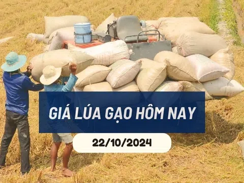 Giá lúa gạo hôm nay 23/10/2024: Giữ đà tăng nhẹ 50 - 100 đồng/kg với cả lúa và gạo