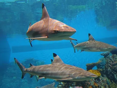Cá mập và du khách tranh giành 'đảo thiên đường' ở Thái Lan