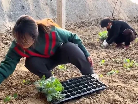 Không chịu được áp lực công việc, cô gái bỏ về quê trồng cây