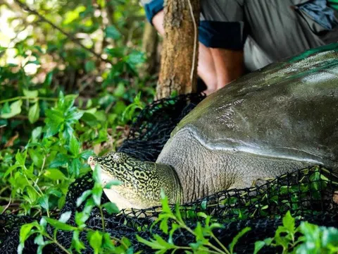 Làm rõ nguyên nhân rùa quý hiếm nhất thế giới, nặng gần 100kg chết ở hồ Đồng Mô