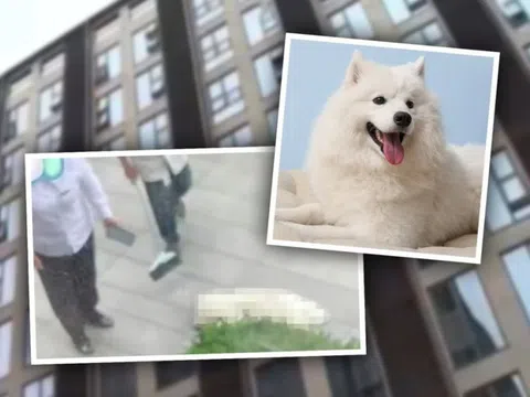 Người đàn ông ném chú chó từ tầng 7 xuống đất, nguyên nhân khiến mọi người phẫn nộ