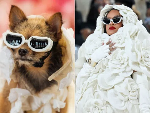 Chó mặc váy giống Rihanna, mèo diện áo như Doja Cat