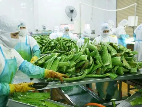 'Trùm' cung cấp nguyên liệu cho Vinamilk, Masan chi phối 'vua nha đam'