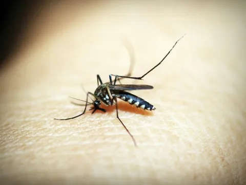 Lý do bạn bị muỗi đốt nhiều hơn người khác