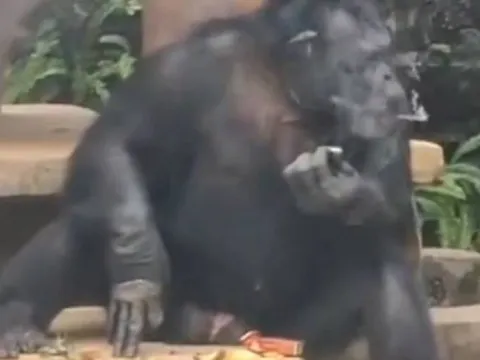 Con vật trong vườn thú bị phát hiện hút thuốc, 'nhả khói' thành thạo khiến cộng đồng mạng xôn xao