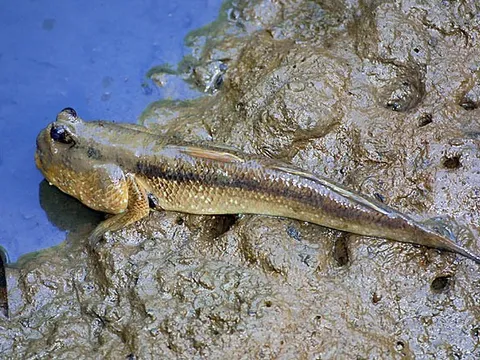 Loại cá có vẻ ngoài 'phát khiếp' là đặc sản Cà Mau, phơi khô bán 500 nghìn/ký vẫn cháy hàng