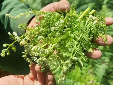 Loại rau được ví là 'rau trường sinh', tốt như thuốc bổ: Ở Việt Nam mọc dại, ít người biết